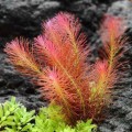 Rotala Walichi