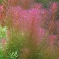 Rotala Walichi