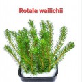 Rotala Walichi