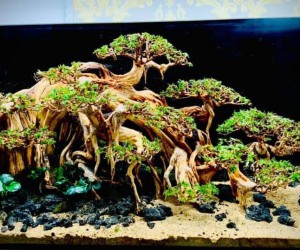 Layout Bonsai 120.60.60