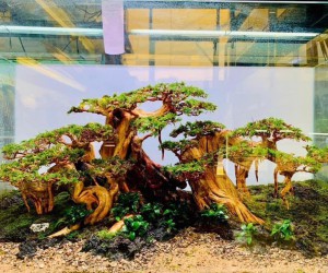 Layout Bonsai 120.60.60