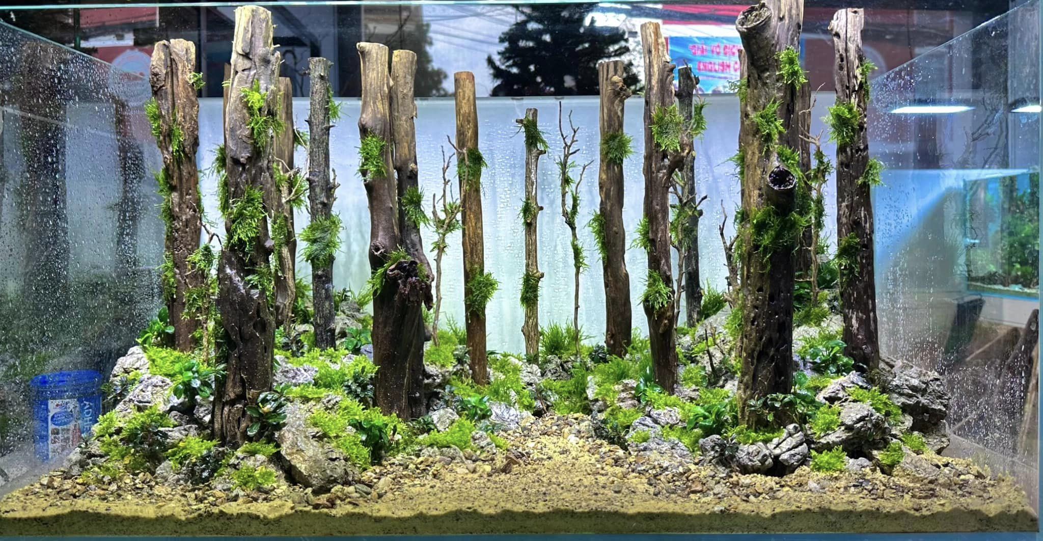 Layout Rừng Thưa 90.45.45 - Thủy Sinh Tây Ninh